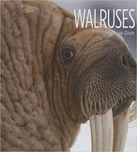 Walruses